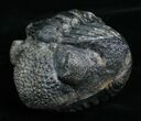 Large Enrolled Drotops Megalomanicus Trilobite #5097-4